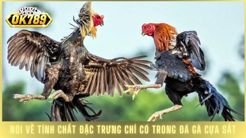Đá gà cựa sắt OK789 - Xem trực tiếp các trận đỉnh cao 1 Nói về tính chất đặc trưng chỉ có trong đá gà cựa sắt