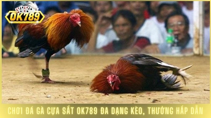 Đá gà cựa sắt OK789 - Xem trực tiếp các trận đỉnh cao 2 Chơi đá gà cựa sắt OK789 đa dạng kèo, thưởng hấp dẫn