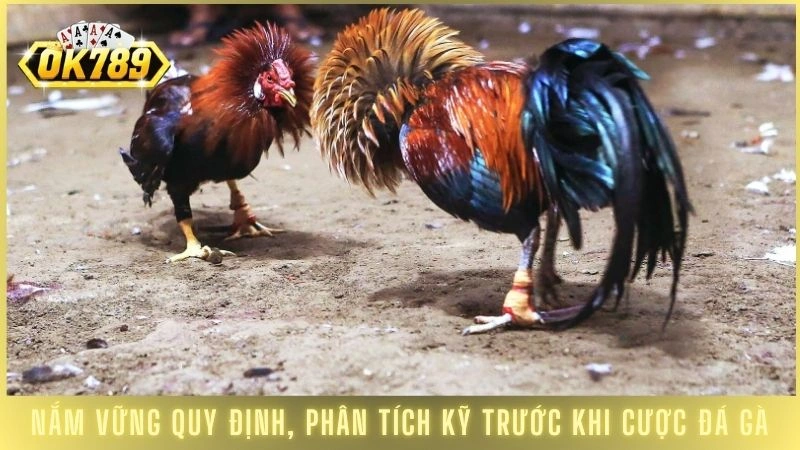 Đá gà cựa sắt OK789 - Xem trực tiếp các trận đỉnh cao 3 Nắm vững quy định, phân tích kỹ trước khi cược đá gà